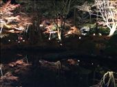 The pristine reflection of the trees in the pond mirrors a future of hope & beauty. It communicates a 'clear' vision for the future in the rebuilding and restoration efforts in the Tohoku region. : by jhazle, Views[320]