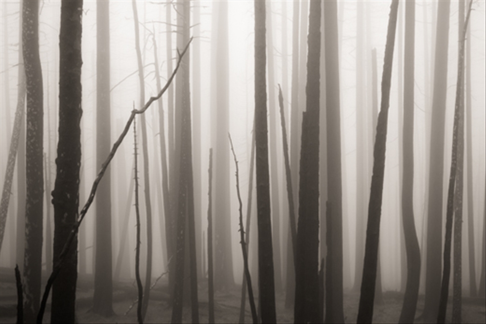 Mist in the burned forest, Gila Wilderness. 2012