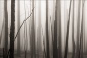 Mist in the burned forest, Gila Wilderness. 2012: by jhemp_00, Views[697]