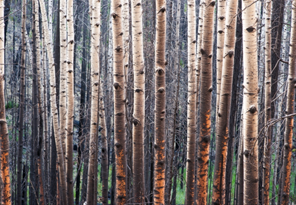 Burned aspens, Gila Wilderness. 2012