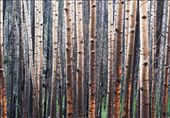 Burned aspens, Gila Wilderness. 2012: by jhemp_00, Views[317]