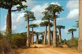 1. Avenue du Baobabs. The ancient trees are known to mark rural areas historically inhabited by human social groups. This cluster of 1000+ year old Baobabs lines a well-traveled path, along which locals continue to herd goats or wheelbarrow sacks of rice and provisions. : by jillmsachs, Views[920]
