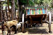 4.	On market day, a colorful wagon has been parked near the corral of the rural village Analaeva, having hauled the wares of a farmer and his neighbors.: by jillmsachs, Views[357]