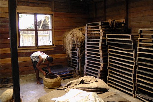 2.	In northern Madagascar, a boy named Manjakanoni, gathers clusters of succulent vanilla beans to be shipped West, as Madagascar’s most profitable crop. 