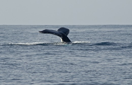 A regular winter visitor the Humpback whale is sighted.