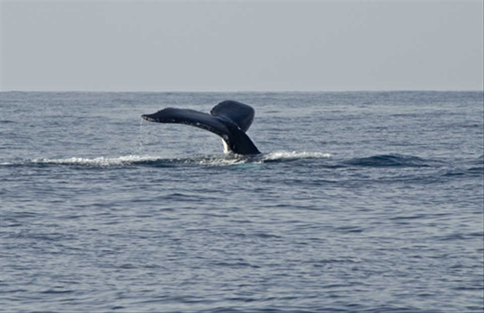 A regular winter visitor the Humpback whale is sighted.