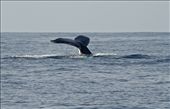 A regular winter visitor the Humpback whale is sighted.: by jim_dodd, Views[247]