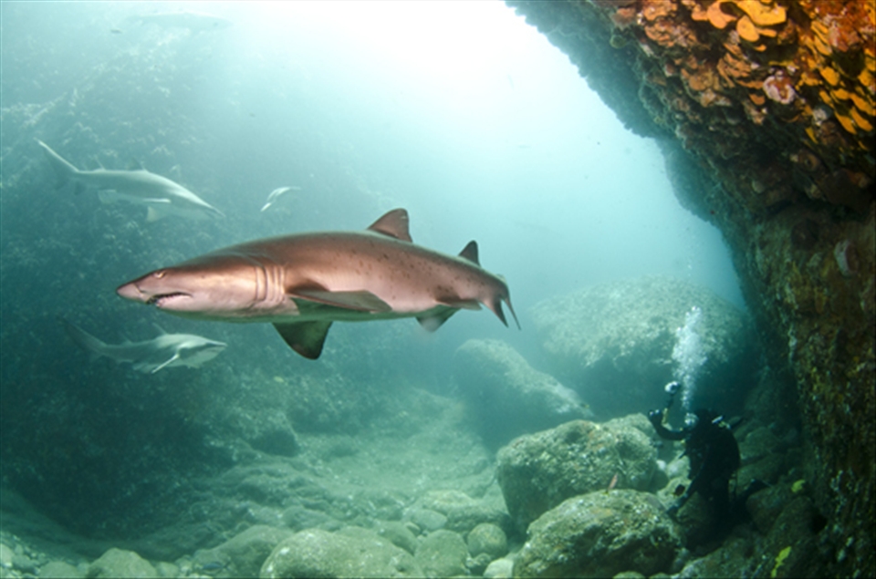 Meeting the island locals. The Critically Endangered Grey Nurse Shark.