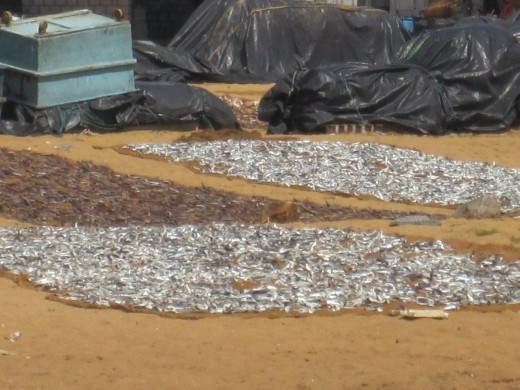 Fish drying on the beach in Negombo