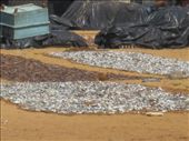 Fish drying on the beach in Negombo: by jimandmary, Views[164]