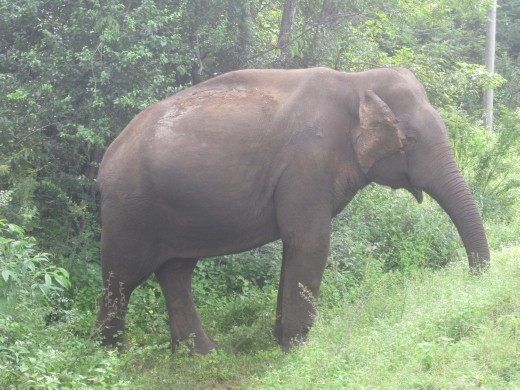 Wild elephant by the road