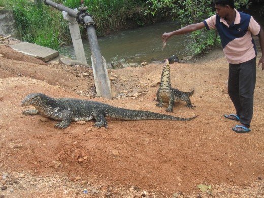 Water monitor lizzard