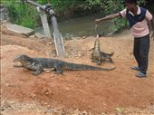 Water monitor lizzard: by jimandmary, Views[576]