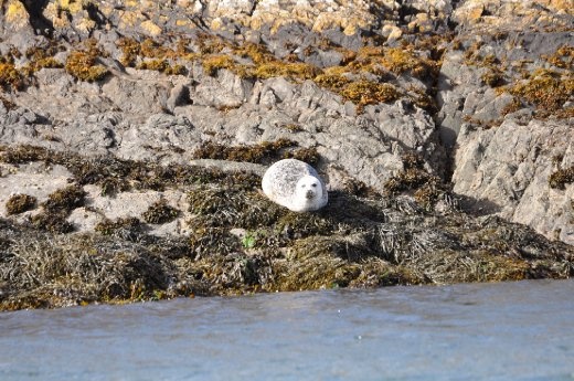 Easdale boat trip - a seal sunbathing