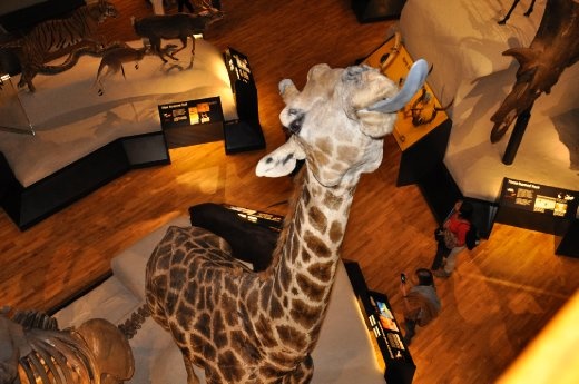 Edinburgh National Museum - a close encounter