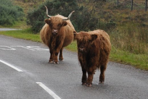 Highland cattle road block