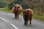 Highland cattle road block: by jimboandjanet, Views[623]