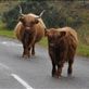 Highland cattle road block: by jimboandjanet, Views[549]