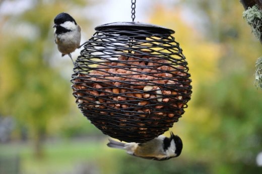 Skye - bird feeder 