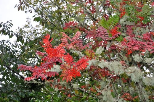 Skye - Autumn colours