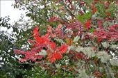 Skye - Autumn colours: by jimboandjanet, Views[295]