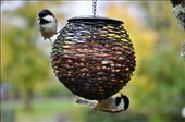 Skye - bird feeder : by jimboandjanet, Views[304]