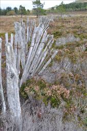 hand made fence, North Scotland: by jimboandjanet, Views[373]