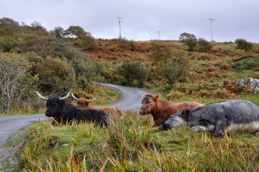 Highland cattle on Skye