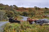 Highland cattle on Skye: by jimboandjanet, Views[241]