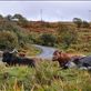Highland cattle on Skye: by jimboandjanet, Views[242]