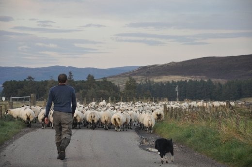 'ewe' never know when you have to stop for a few wee sheep