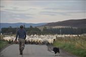 'ewe' never know when you have to stop for a few wee sheep: by jimboandjanet, Views[369]