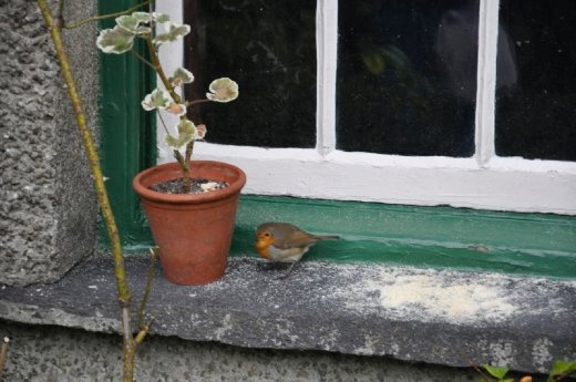 Hill Top Farm had a robin on the window sill just like in the Peter rabbit book