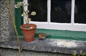 Hill Top Farm had a robin on the window sill just like in the Peter rabbit book: by jimboandjanet, Views[745]