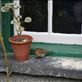 Hill Top Farm had a robin on the window sill just like in the Peter rabbit book: by jimboandjanet, Views[683]