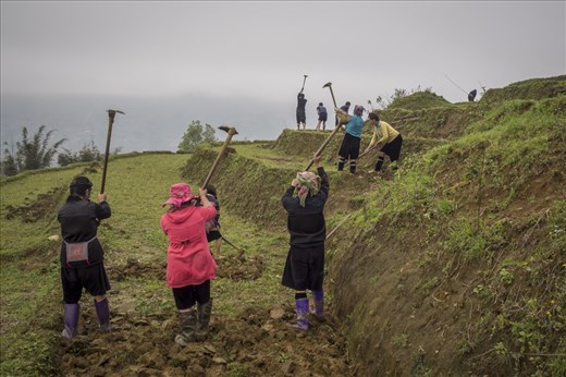 The women in Sapa do most of the heavy lifting whilst the men aren’t as motivated to work, thus leading to the higher divorce rates. If they’re not in the fields, they are walking many miles into the Sapa village to sell locally made handicrafts to tourists and in between, somehow managing to feed the family.