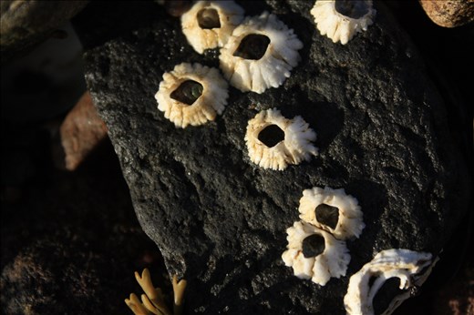 barnacles