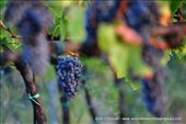 Growers breed drought resistent grapes as a way to mitigate climate change: by jimodonnell, Views[305]