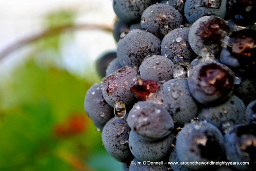 The Sangiovese grosso has been grown in Tuscany since Etruscan times