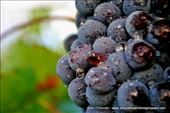 The Sangiovese grosso has been grown in Tuscany since Etruscan times: by jimodonnell, Views[256]