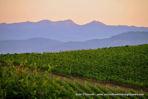Tuscan growers are faced more with “global weirding” than “global warming.