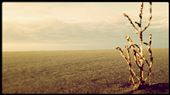 Vast - Withered and Empty.: by jimrigby, Views[294]