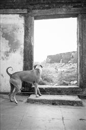 This from my recent trip, the dog checking out of door standing still: by jitin, Views[237]