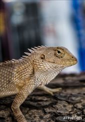 When we stopped on highway for rest, I spotted this amazing lizard.: by jitin, Views[267]