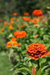 by jj_happyfish, Views[339]