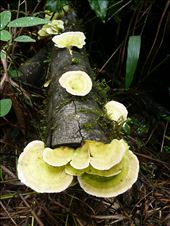 Fungi: by jlbisset, Views[219]