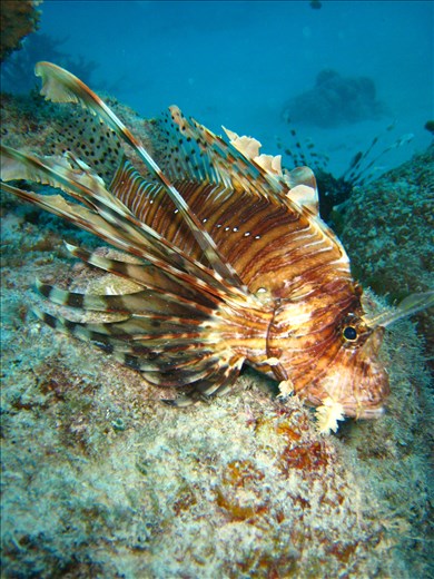 Careful...Not so close
Lion Fish - Great Barrier Reef