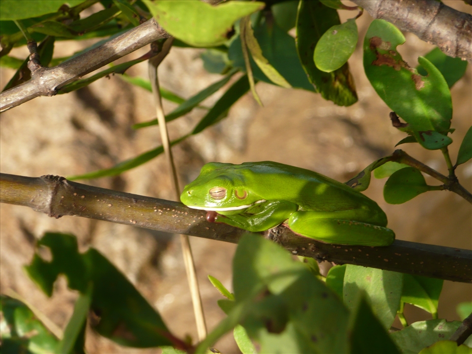 Safe Resting Place - Green tree frog sleeping in a tree