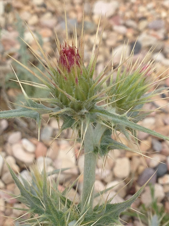 Zion National Park desert flower 2014