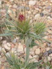 Zion National Park desert flower 2014: by jlhouk34, Views[186]